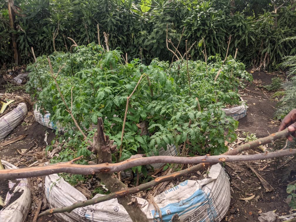 Rwenzori community